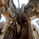 L�Illirico lo rinvenne completamente inaridito tranne che per un frutto che utilizz� per farlo rifiorire. E da allora per 450 anni l�albero diede i suoi agrumi che vennero distribuiti ai fedeli fino alla met� del secolo scorso, quando la pianta secc� definitivamente e ne rimase soltanto il tronco